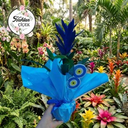 Saksı Guzmania Mavi