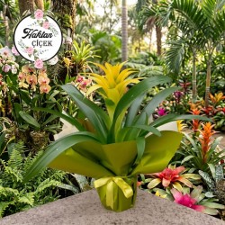 Saksı Guzmania Sarı