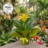 Saksı Guzmania Sarı