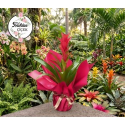 Saksı Guzmania Kırmızı