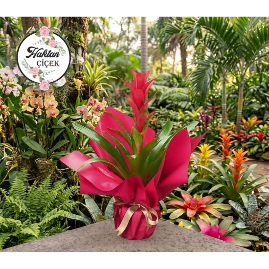 Saksı Guzmania Kırmızı