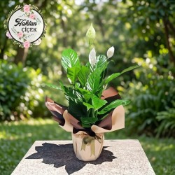 Spathiphyllum Barış Çiçeği
