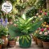 Saksı Camilla Difenbahya