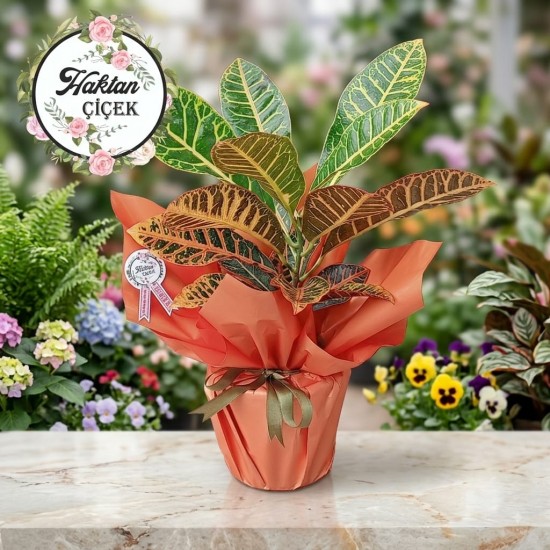 Kraton